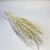 Lepidium suszone bielone.jpg