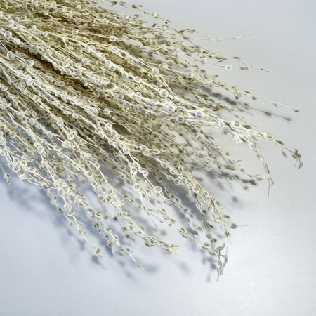 Lepidium bielone suszone.jpg