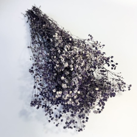 Gipsówka fioletowo biała.jpg