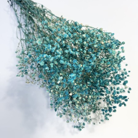 Gipsówka niebieska.jpg