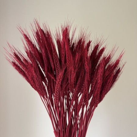 Suszone pszenżyto bordowe.jpg