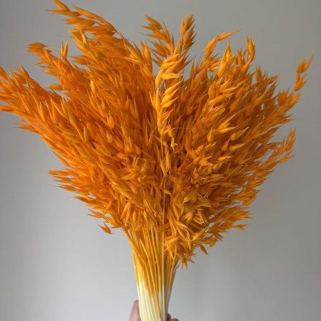 Suszony owies pomarańczowy.jpg