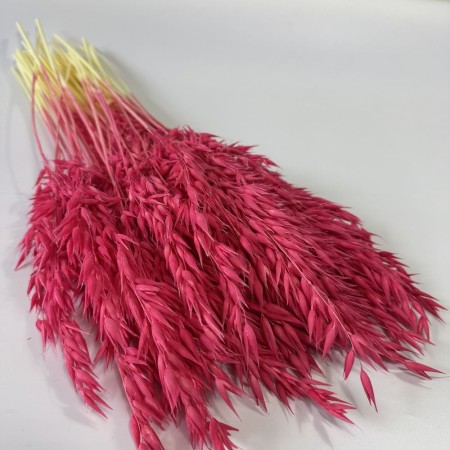 Owies fuksja suszony.jpg