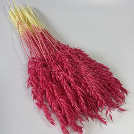 Owies suszony fuksja.jpg