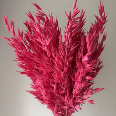 Suszony owies fuksja.jpg