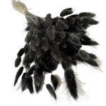 Dmuszek jajowaty (Lagurus) suszony | czarny | ok. 150 szt. | 60 cm