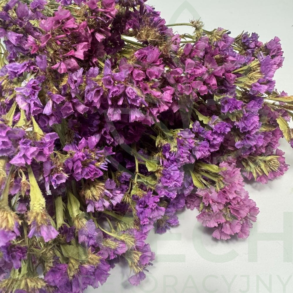 Zatrwian różowy suszony.jpg