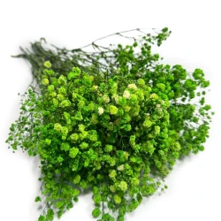Gipsówka stabilizowana | 100 g | zielona | PREMIUM