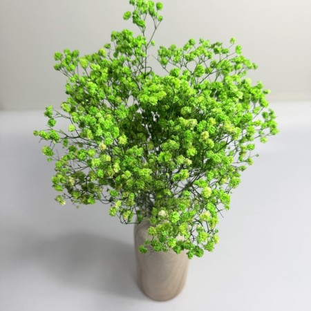 Gipsówka 50 gram zielona stabilizowana.jpg