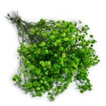 Gipsówka stabilizowana | 50 g | zielona | PREMIUM