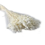 Drżączka suszona, Briza maxima | biała | ok. 60 g