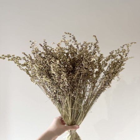 Briza minima naturalna.jpg