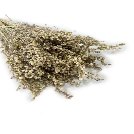 Drżączka suszona, Briza minima naturalna.jpg