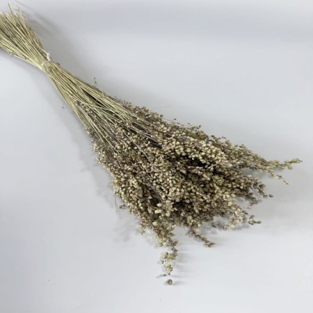 Drżączka, Briza minima naturalna.jpg