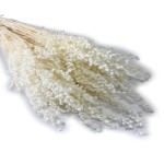 Drżączka suszona, Briza minima | biała | ok. 100 g