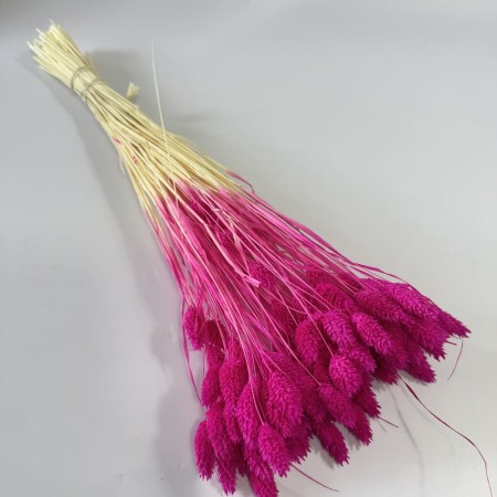 Kanar fuksja suszony.jpg