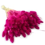 Kanar (Phalaris) suszony | fuksja | ok. 100 szt. | 60 cm