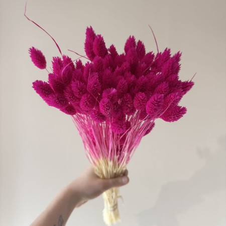 Suszony kanar fuksja.jpg