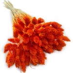 Kanar (Phalaris) suszony | pomarańczowa | ok. 100 szt. | 60 cm