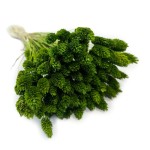 Kanar (Phalaris) suszony | ciemnozielony | ok. 100 szt. | 60 cm