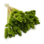 Kanar (Phalaris) suszony | jasnozielony | ok. 100 szt. | 60 cm