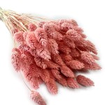 Kanar (Phalaris) suszony | jasnoróżowy | ok. 100 szt. | 60 cm