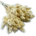 Kanar (Phalaris) suszony | bielony/biały | ok. 100 szt. | 60 cm