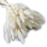 Dmuszek jajowaty (Lagurus) suszony | biały | ok. 150 szt. | 60 cm