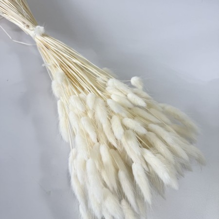 Dmuszek suszony biały.jpg