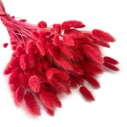 Dmuszek jajowaty (Lagurus) suszony | czerwony | ok. 150 szt. | 60 cm