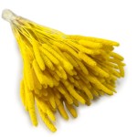 Tymotka (Phleum) suszona | żółta | ok. 150 szt. | 60 cm