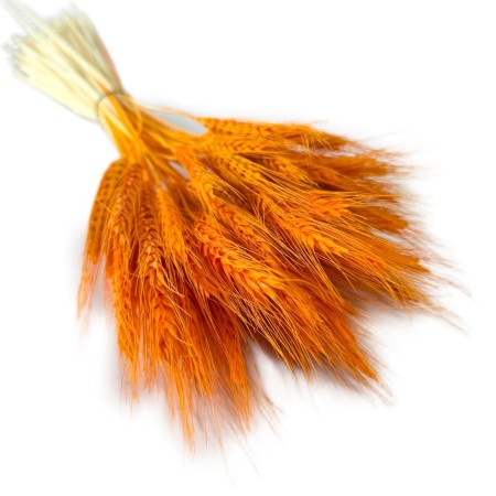 Pszenżyto pomarańczowe.jpg