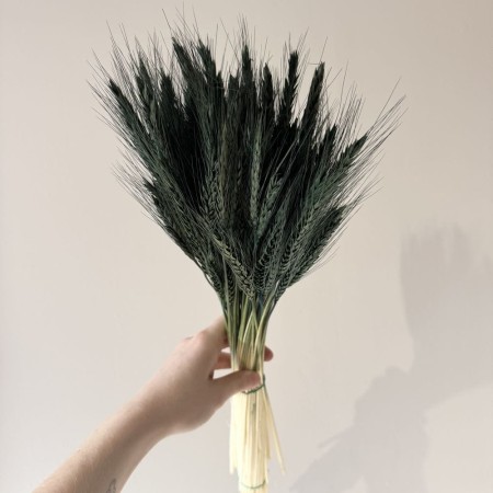 Pszenżyto butelkowa zieleń suszone.jpg