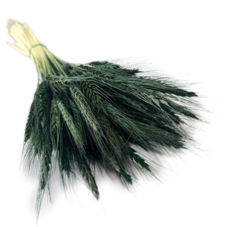 Pszenżyto butelkowa zieleń.jpg