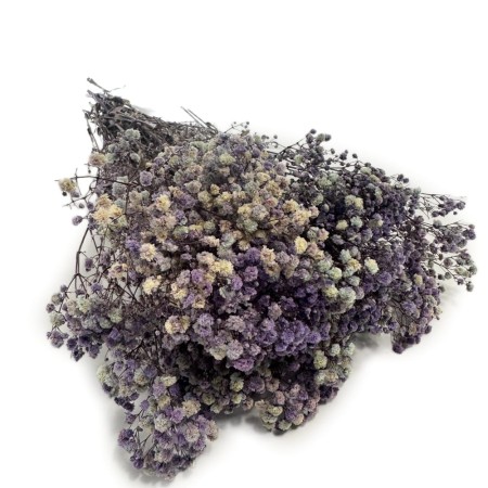 Gipsówka średniofioletowa 100 gram.jpg