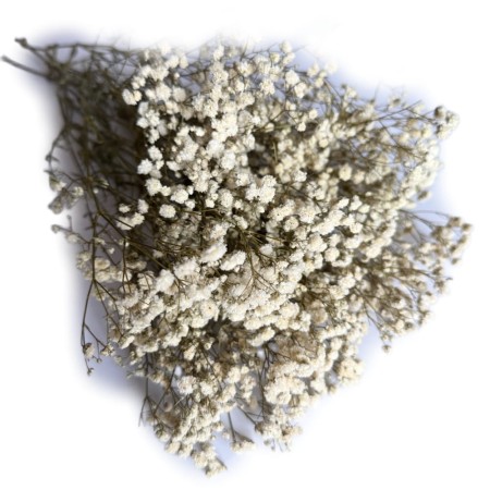 Gipsówka 50 gram stabilizowana suszona biała.jpg