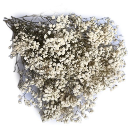 Gipsówka 100 gram stabilizowana suszona biała.jpg