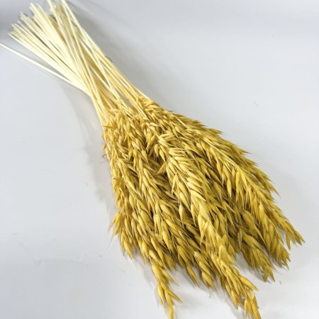 Owies suszony żółty.jpg