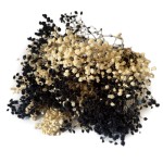 Gipsówka stabilizowana | 100 g | czarna, kremowa | PREMIUM