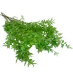 Ruskus stabilizowany | średniozielony | 5 sztuk gałązek