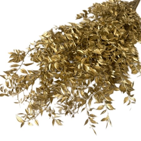 Ruskus stabilizowany, suszony złoty.jpg
