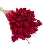 Kanar (Phalaris) suszony | czerwony | ok. 100 szt. | 60 cm