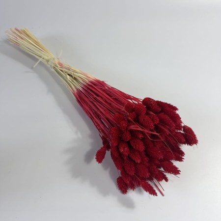 Kanar czerwony phalaris.jpg