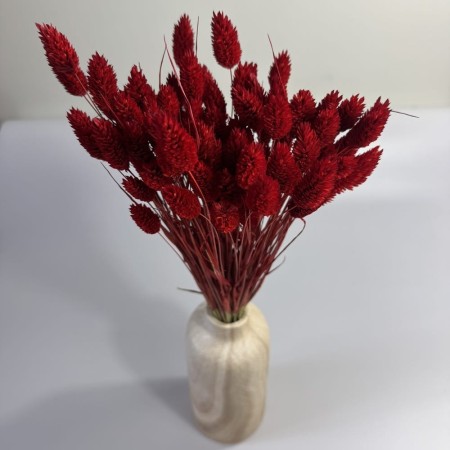 Suszony kanar bordowy.jpg