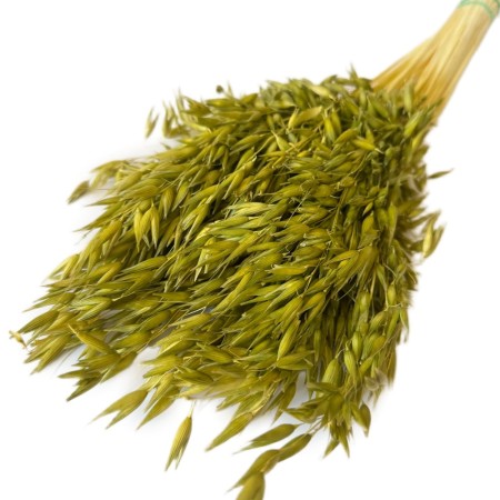 Owies seledynowy.jpg