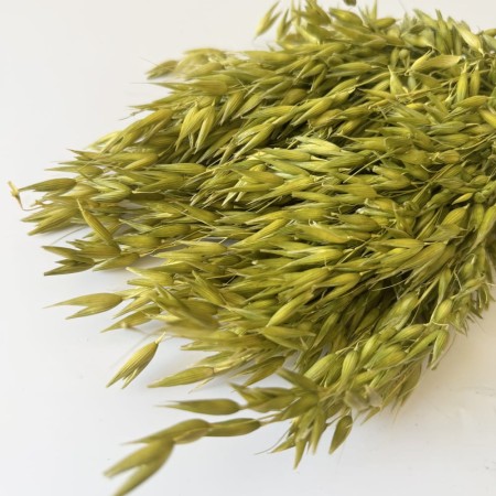 Suszony owies seledynowy.jpg