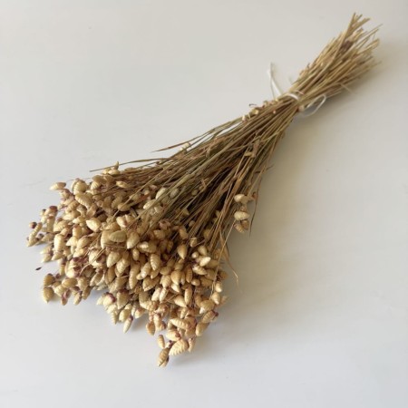 Briza maxima naturalna suszona.jpg