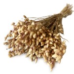 Drżączka suszona, Briza maxima | naturalna | ok. 60 g