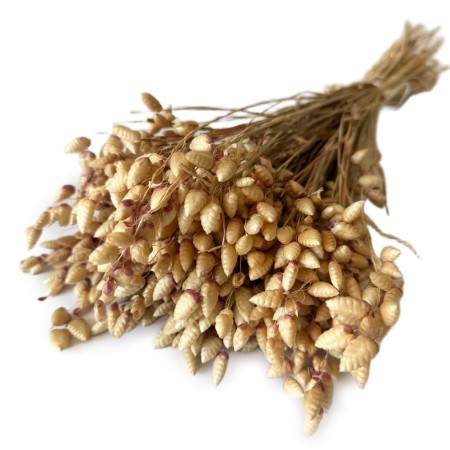 Briza maxima naturalna.jpg