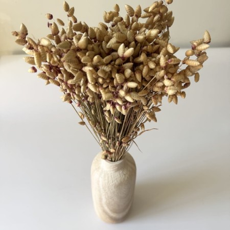 Naturalna suszona briza maxima.jpg